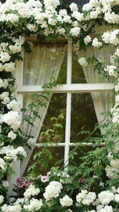 a window covered in white flowers and greenery