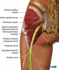 an image of the anatomy of the thigh and upper limb muscles with labels on each side