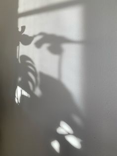 the shadow of a potted plant on a wall