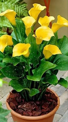 a potted plant with yellow flowers in it