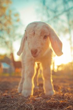 a baby lamb standing on top of dry grass