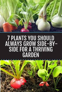 several different types of vegetables with the title 7 plants you should always grow side - by - side for a thriving garden