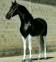 a black and white horse standing in front of a brick wall with a red rope