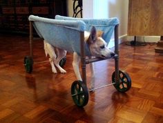 a dog is sitting in a cart on the floor with it's head sticking out