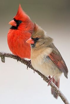 two red and black birds sitting on top of a tree branch next to each other