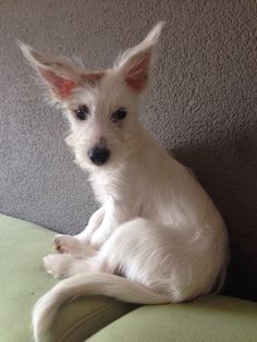 a small white dog sitting on top of a green couch next to a gray wall