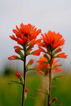 two orange flowers with green stems in the foreground