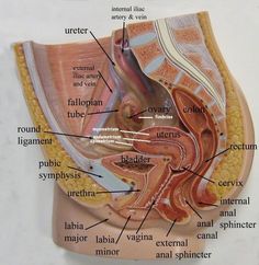 an image of the anatomy of the stomach