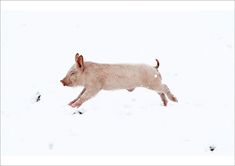 a small pig running through the snow