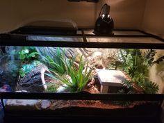 an aquarium with plants and rocks in it