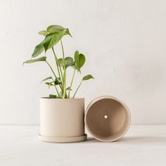 a potted plant sitting on top of a table next to a white container with a green plant in it