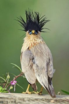 a bird with black and yellow feathers on its head standing in front of some flowers