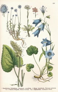 an illustration of various flowers and leaves