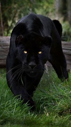 a black panther walking through the grass towards the camera, with yellow eyes on it's face