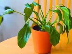 a potted plant sitting on top of a wooden table