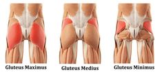 three views of the muscles showing different angles