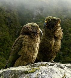 two birds sitting on top of a large rock