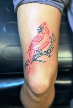 a red bird sitting on top of a tree branch next to a woman's leg