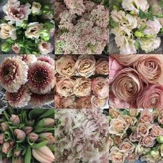 many different types of flowers are shown in this collage, including pinks and creams