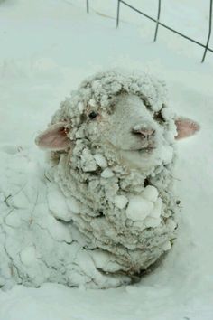 a sheep is sitting in the snow looking at the camera