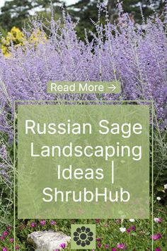 the russian sage landscaping ideas shrubhub is in front of purple flowers