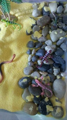 some rocks and plants on a yellow towel