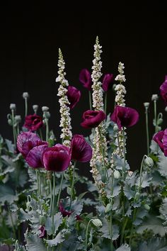 purple and white flowers are growing in the garden with green leaves on it's stems