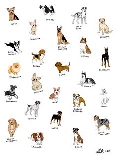 an image of dogs that are in different colors and sizes, with the words'my dog is never on these things '