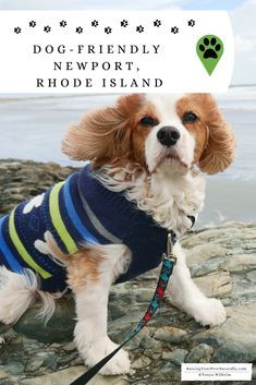 a small dog wearing a sweater on the rocks by the water with a paw print