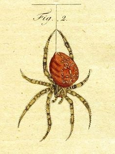 a drawing of a spider with an egg in it's abdomen