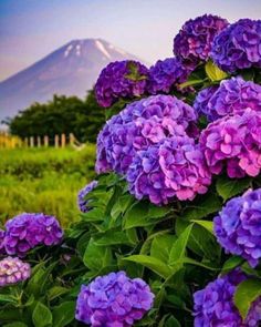 purple flowers are blooming in front of a mountain