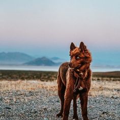 a brown dog standing on top of a gravel covered field with mountains in the background