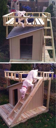 there is a dog that is on top of a house and the other side has a ladder up to it