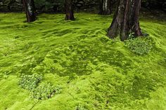 green moss growing on the ground next to trees