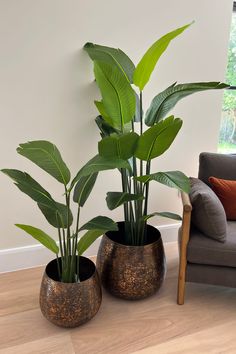 two potted plants sitting on top of a wooden floor next to a gray couch