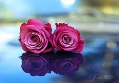 two pink roses sitting on top of a table