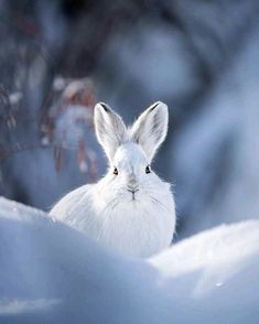 a white rabbit sitting in the snow with its eyes open and looking at the camera