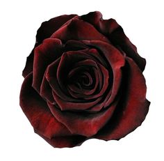 Rose Black Baccara Classic Bridal Bouquet, Black Baccara, Long Vases, Cymbidium Orchid, Rose Varieties, Beautiful Farm, Red Petals, Cymbidium Orchids, Hybrid Tea Roses