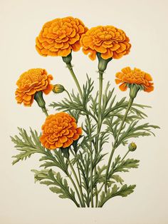 an illustration of orange flowers with green leaves