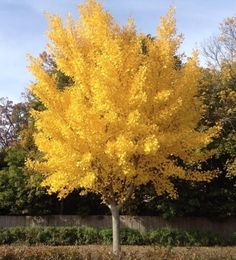 a yellow tree in the middle of a park