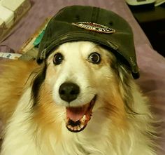 a dog is wearing a hat on top of his head and smiling at the camera