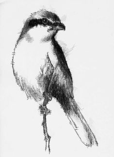 a black and white drawing of a bird sitting on a branch with its beak open