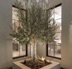 an olive tree in a concrete planter with lights on the side and windows behind it