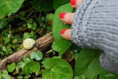 a woman's hand holding a small snail on top of green leaves in the woods