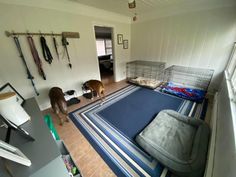 two dogs standing in the middle of a room with blue rugs on the floor