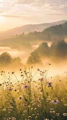 the sun shines brightly through the foggy hills and flowers in the foreground