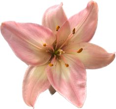 a pink flower with yellow stamens on it's petals is photographed against a white background