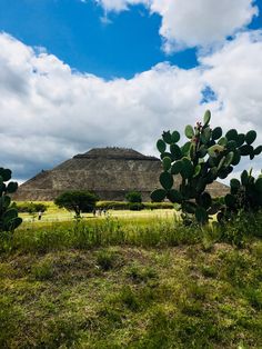 a cactus in the foreground with an ancient pyramid in the background on a cloudy day