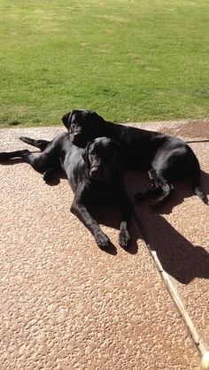 two black dogs laying on the ground next to each other