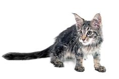 a small kitten sitting on top of a white floor